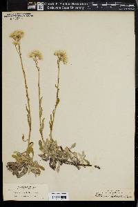 Antennaria pedicellata image