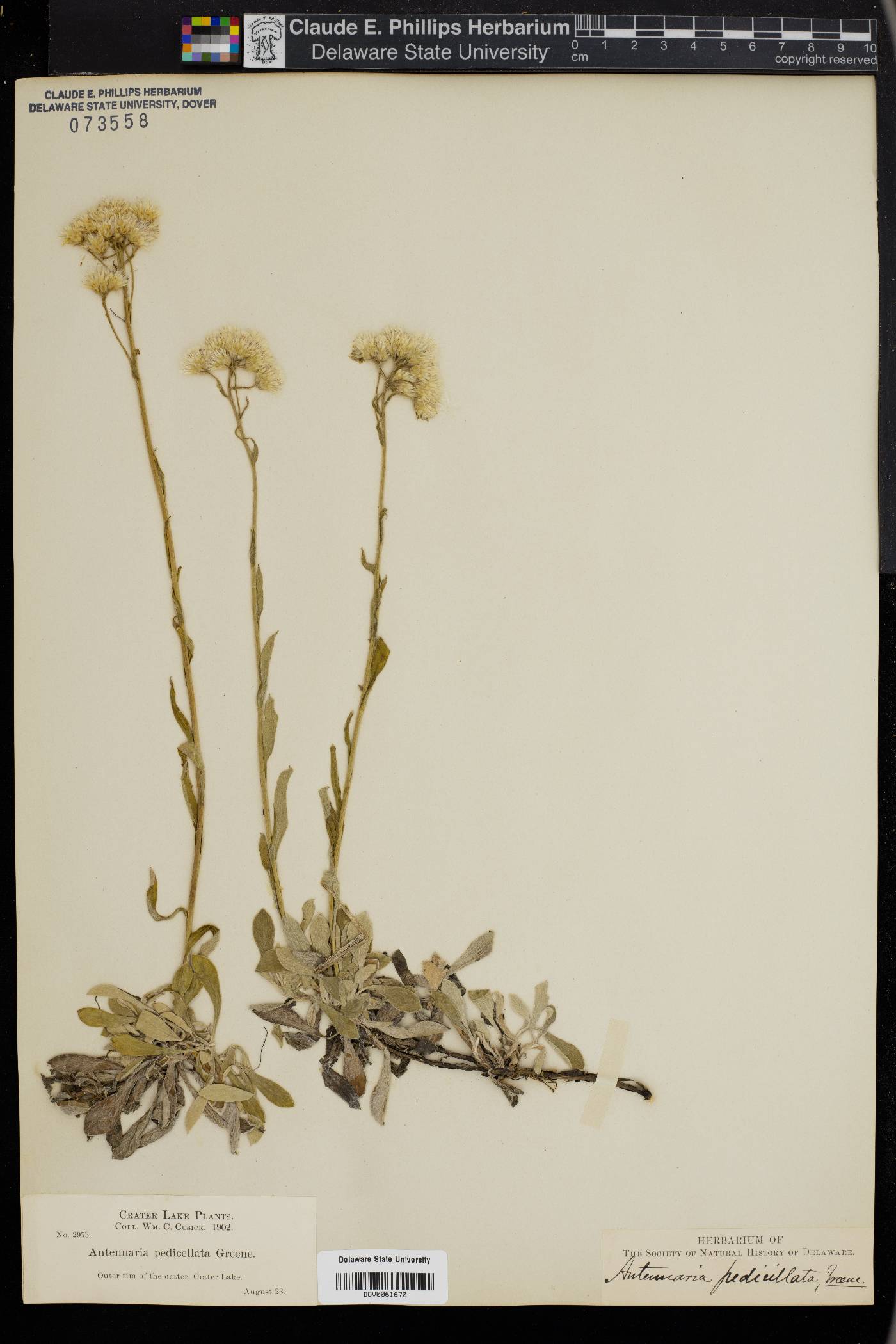 Antennaria pedicellata image