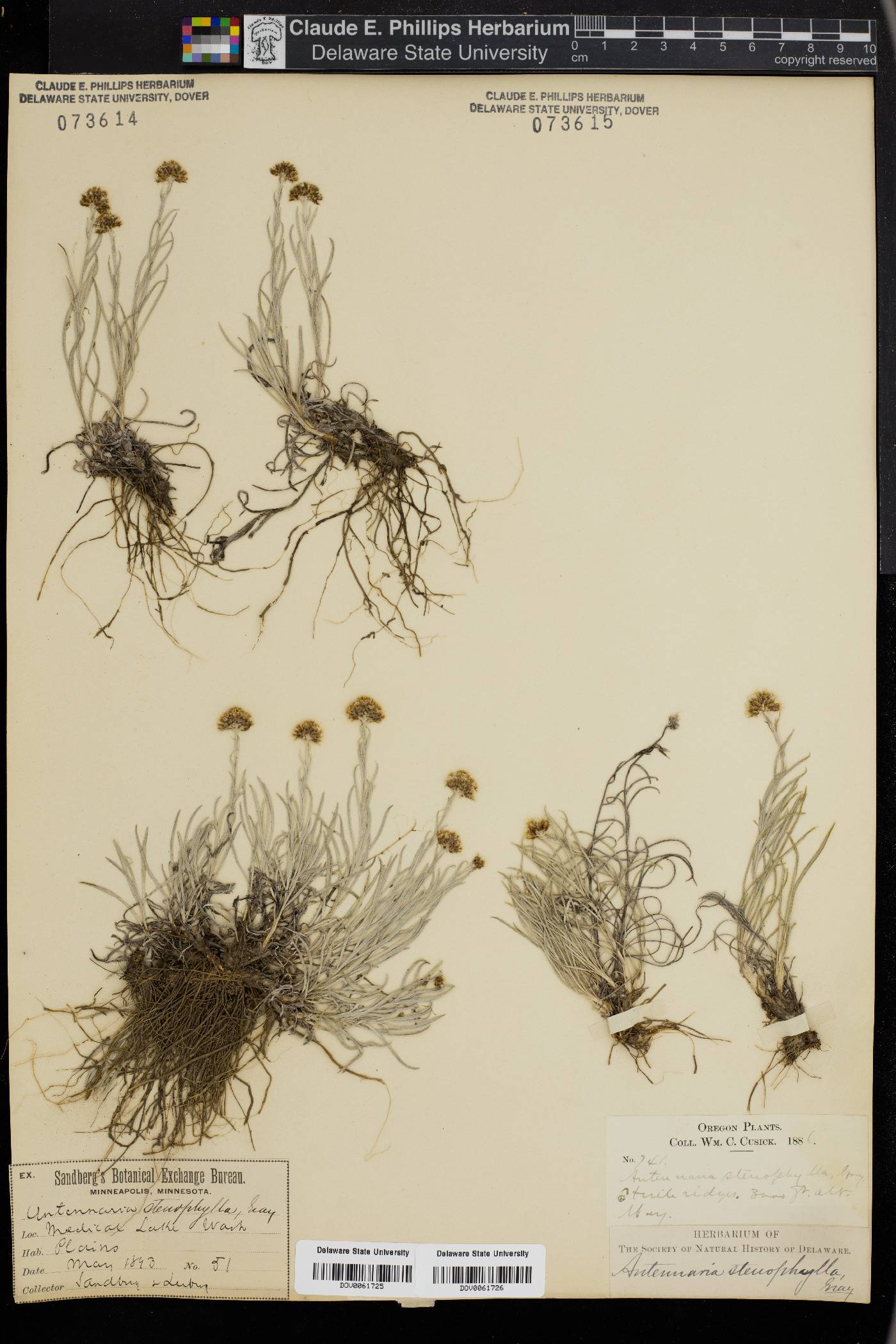 Antennaria stenophylla image