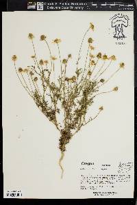 Anthemis cotula image