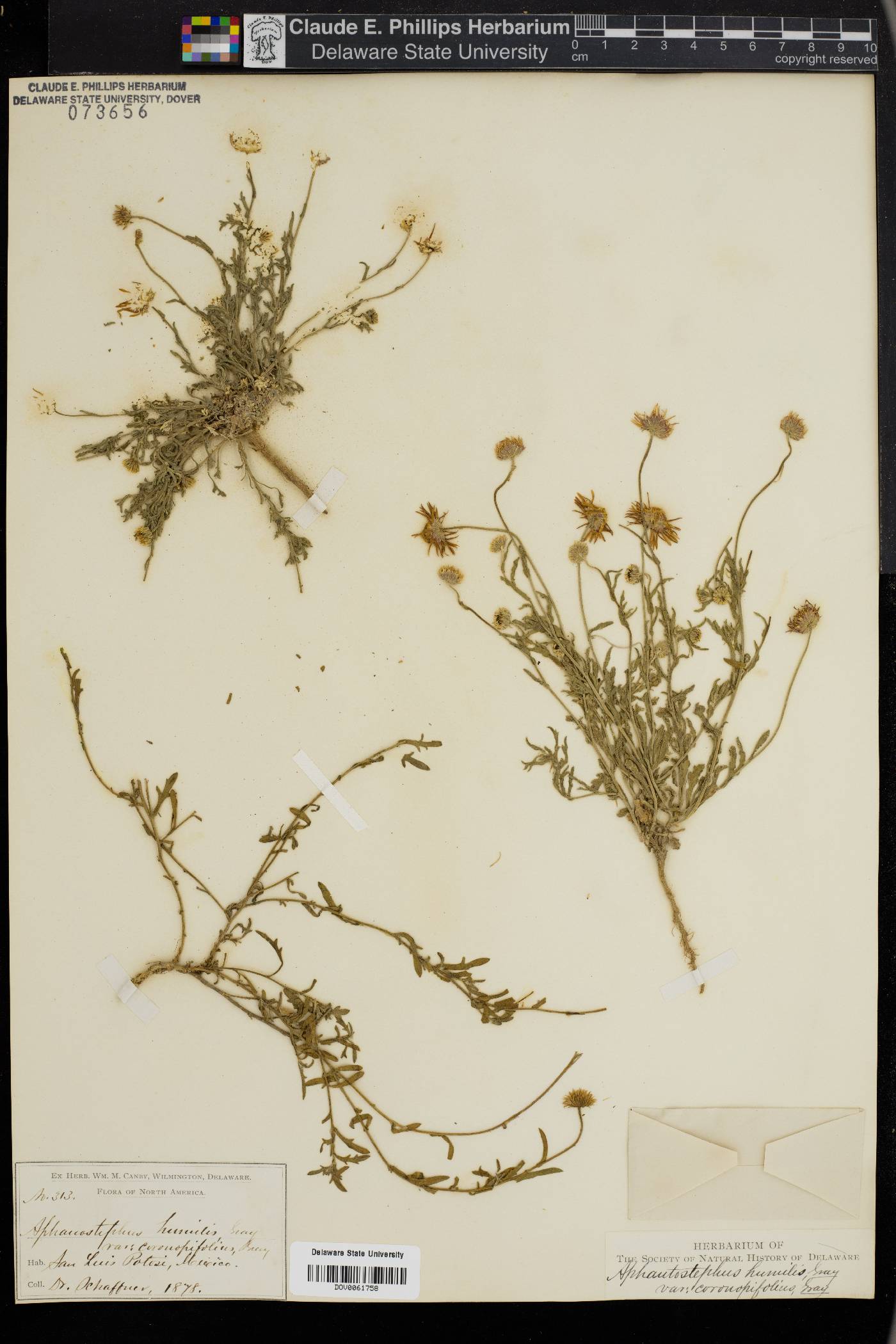 Aphanostephus ramosissimus var. humilis image