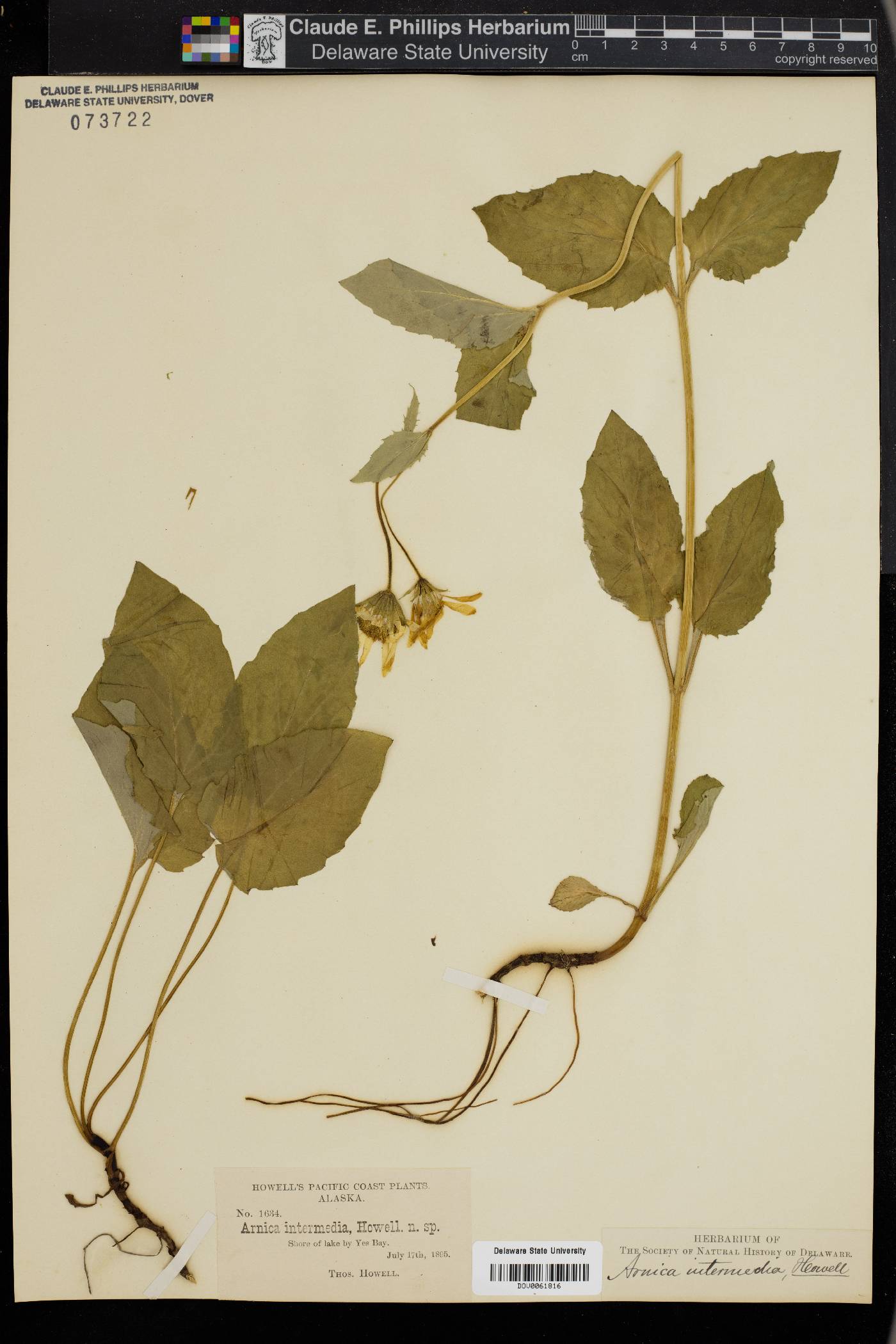 Arnica intermedia image