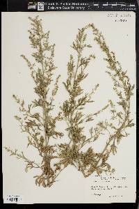 Artemisia absinthium image