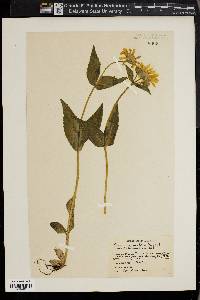 Arnica mollis image