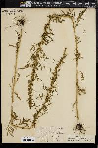 Artemisia biennis image