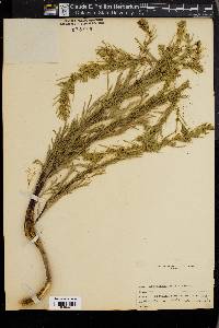 Artemisia campestris image