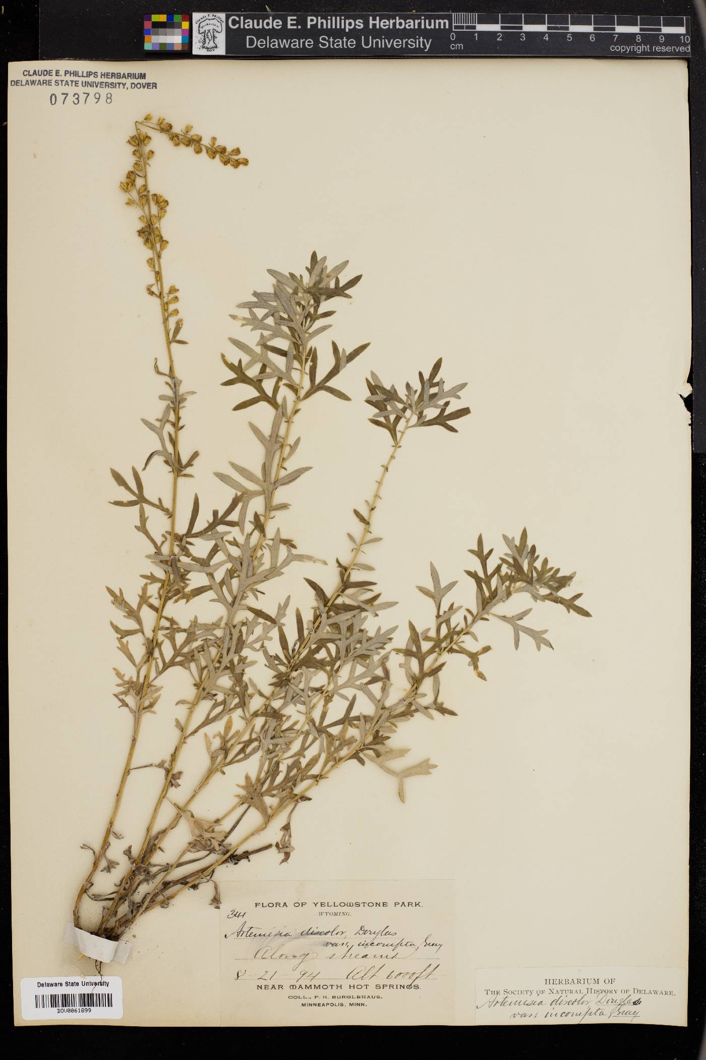 Artemisia discolor image