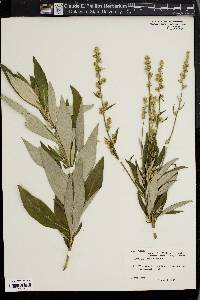 Artemisia douglasiana image