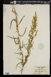 Artemisia dracunculus image