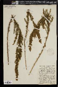 Artemisia dracunculus image