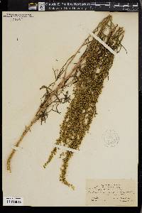 Artemisia dracunculus image