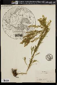 Artemisia dracunculus image