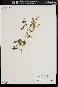 Artemisia lactiflora image