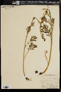 Artemisia norvegica image