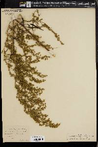 Artemisia palmeri image