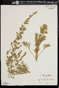 Artemisia pycnocephala image