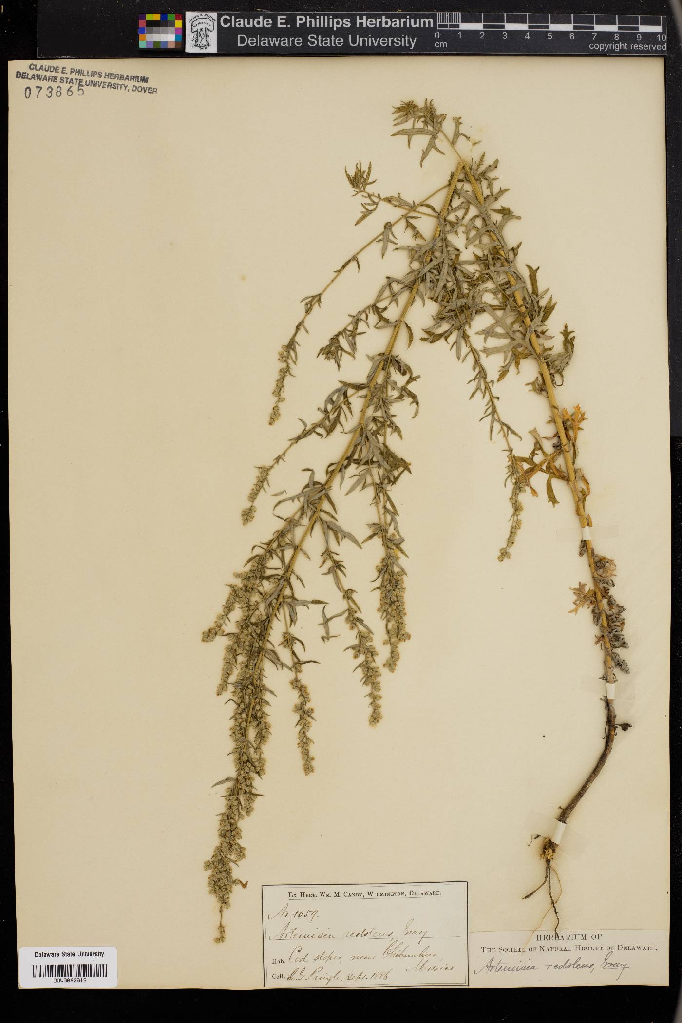 Artemisia redolens image