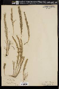 Artemisia rigida image