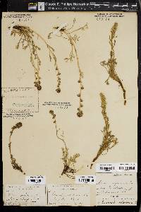 Artemisia scopulorum image