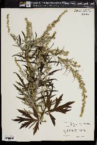 Artemisia selengensis image