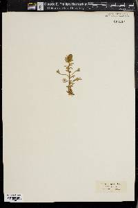 Artemisia genipi image