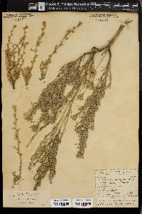 Artemisia trifida image
