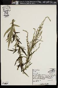 Artemisia vulgaris image