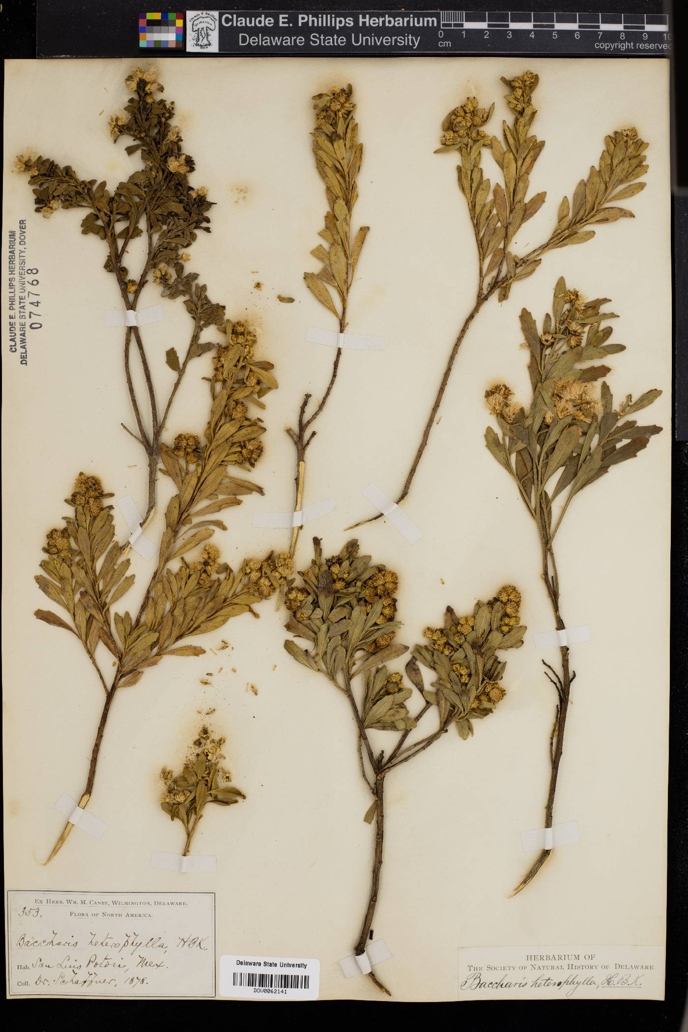 Baccharis heterophylla image