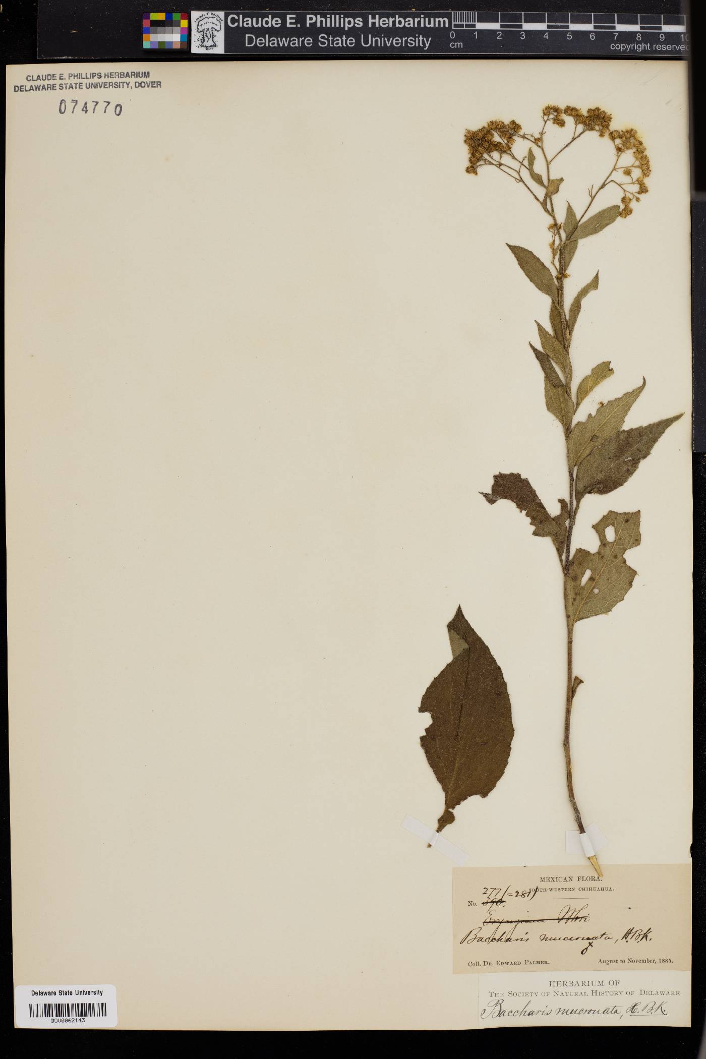 Baccharis mucronata image