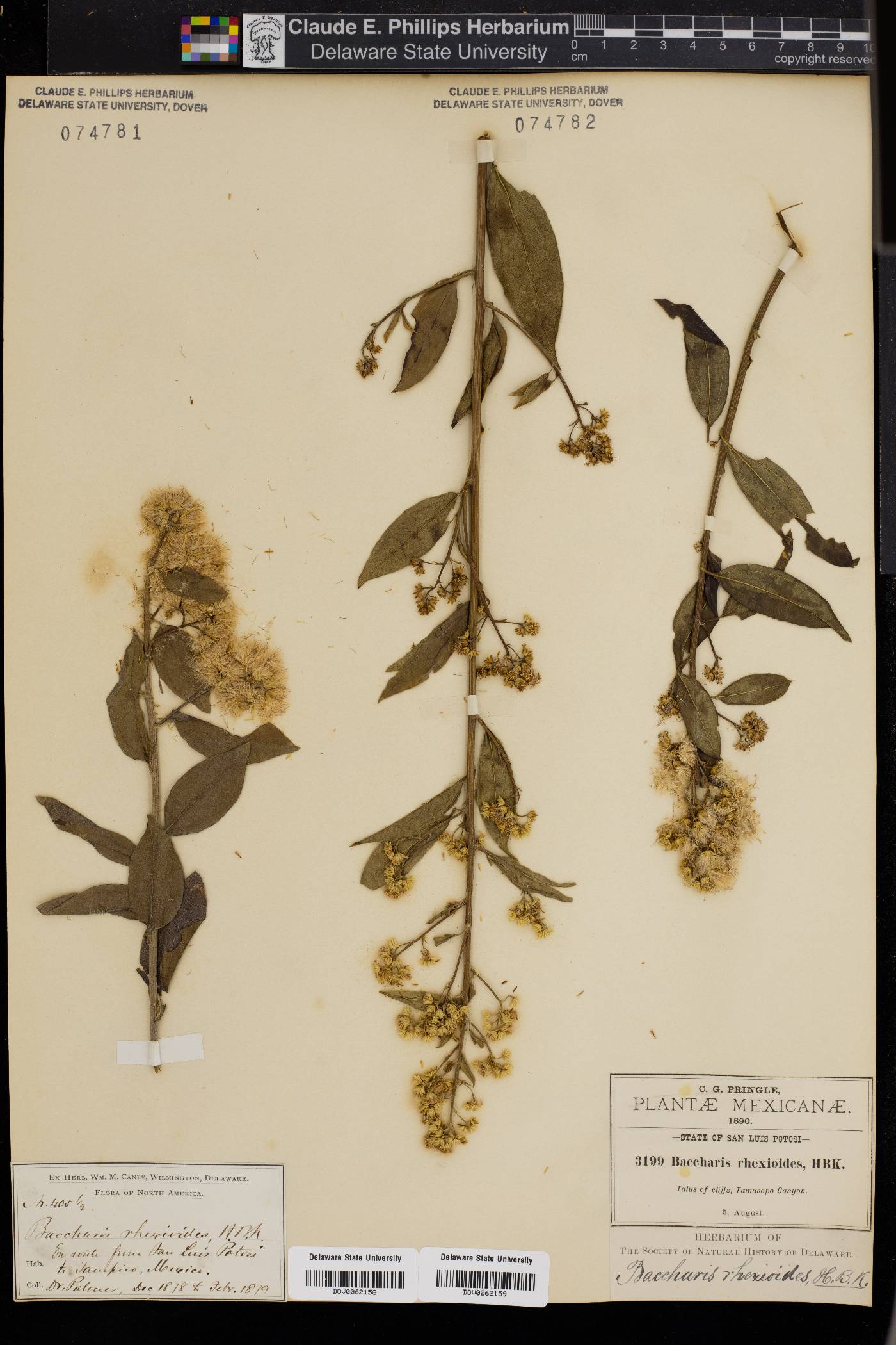 Baccharis inamoena image