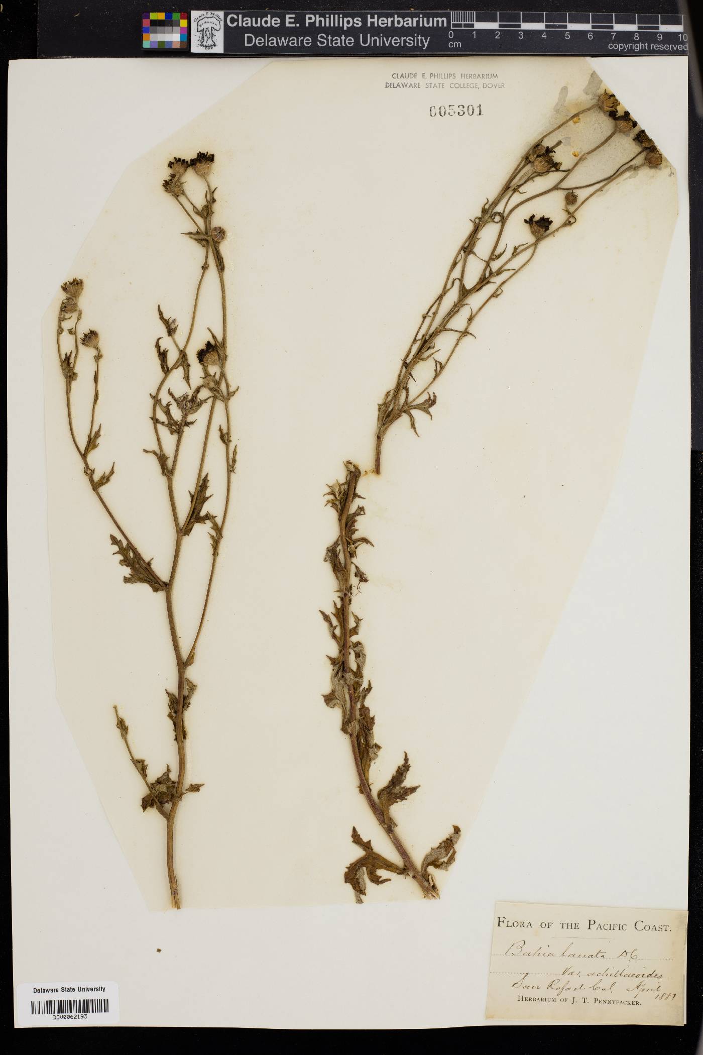 Bahia lanata image