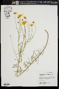 Balduina angustifolia image