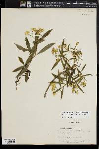 Barkleyanthus salicifolius image