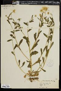 Bellis integrifolia image