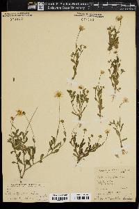 Bellis integrifolia image