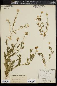 Bellis integrifolia image