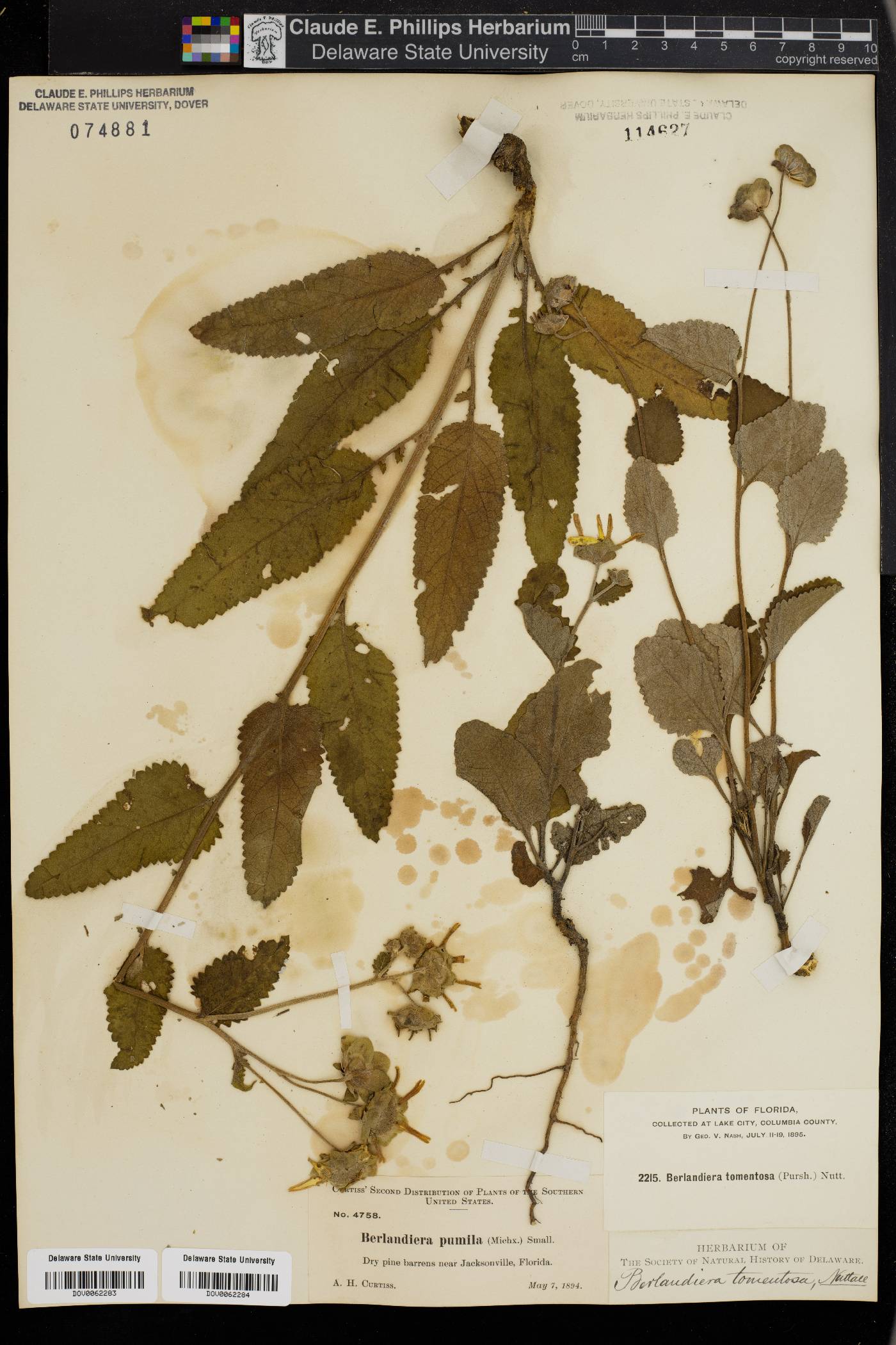Berlandiera tomentosa image