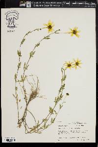 Bidens aristosa image