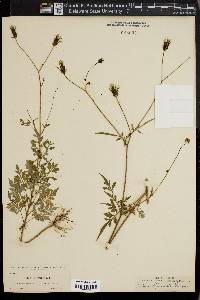 Bidens bipinnata image