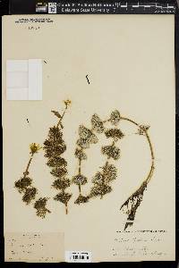 Bidens beckii image