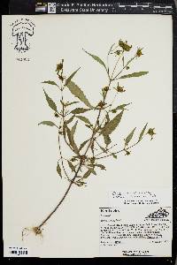 Bidens tripartita image