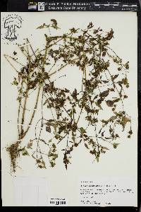 Bidens discoidea image