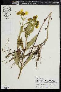 Bidens laevis image