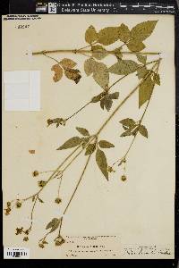 Bidens leucantha image