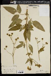 Bidens leucantha image