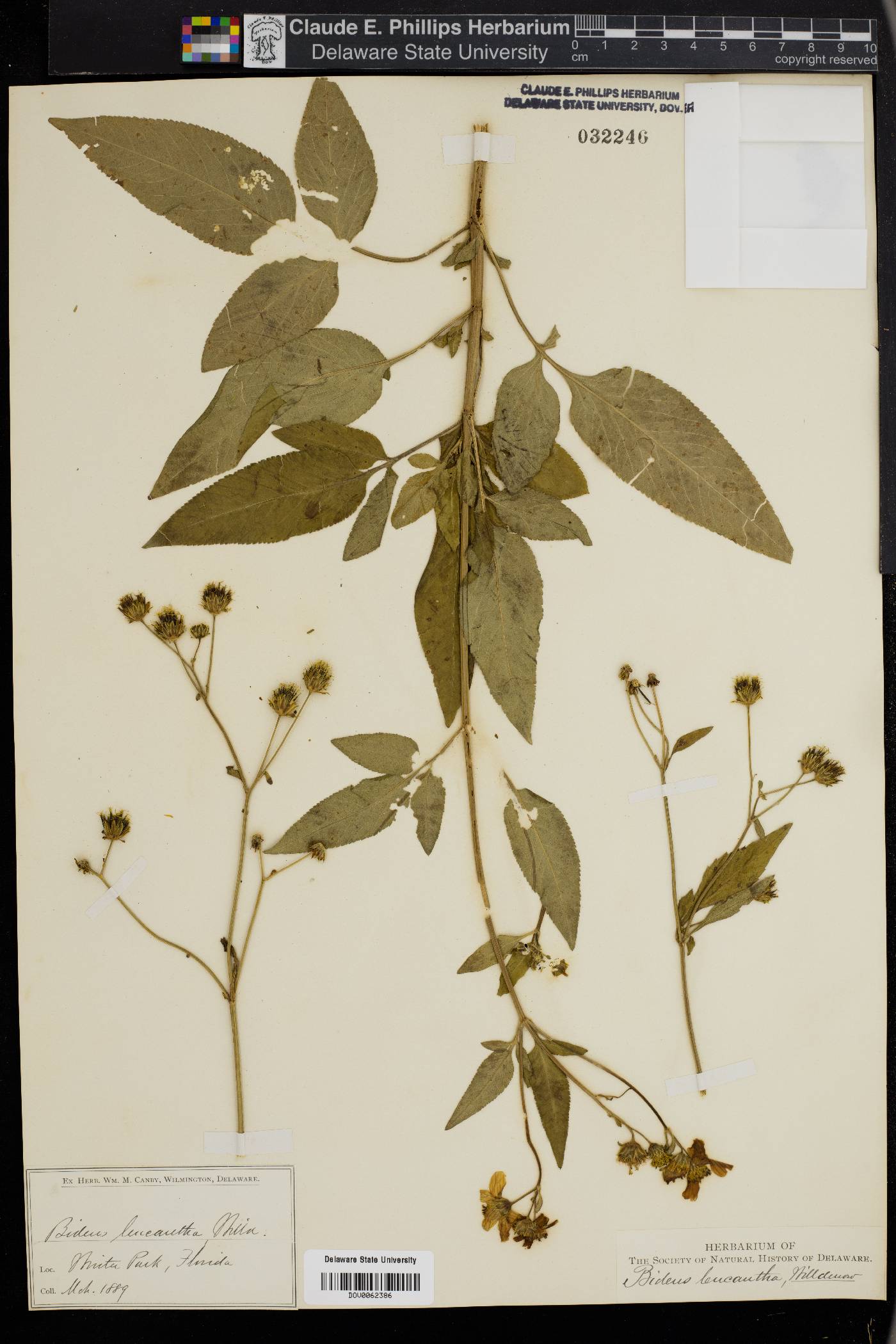 Bidens leucantha image