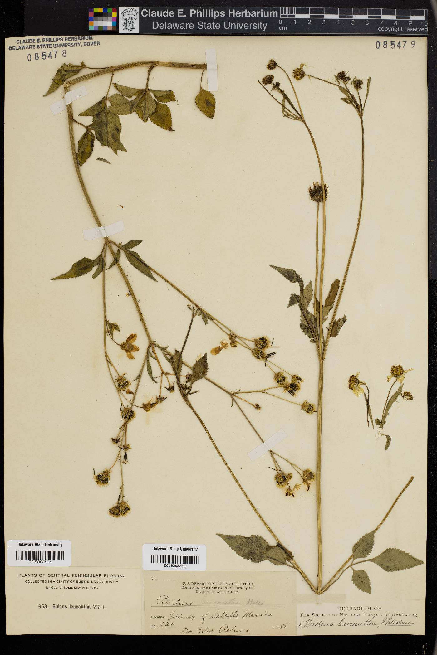 Bidens leucantha image