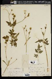 Bidens leucantha image