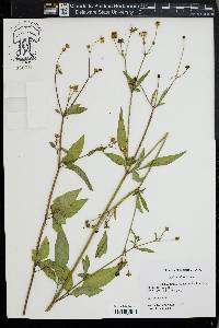 Bidens pilosa image