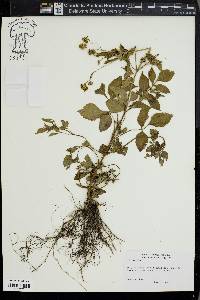 Bidens pilosa image